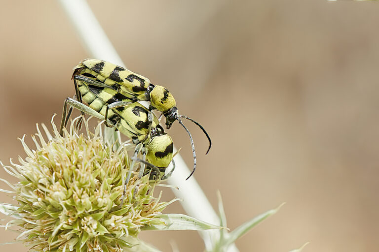 Chlorophorus varius - Escarabajo longicorne