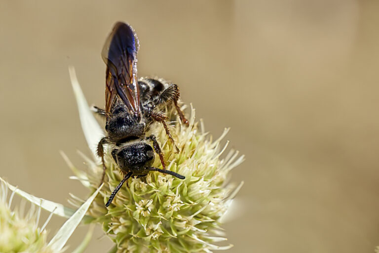 Colpa quinquecincta - Avispa de galet