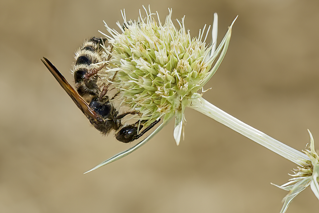 Colpa quinquecincta - Avispa de galet