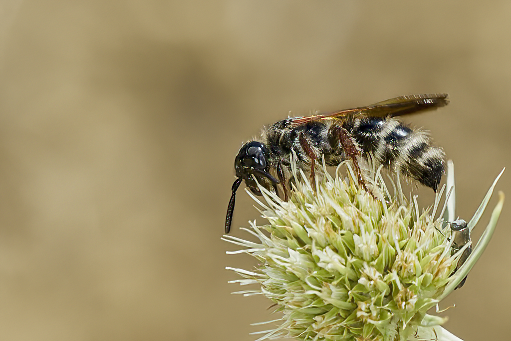 Colpa quinquecincta - Avispa de galet