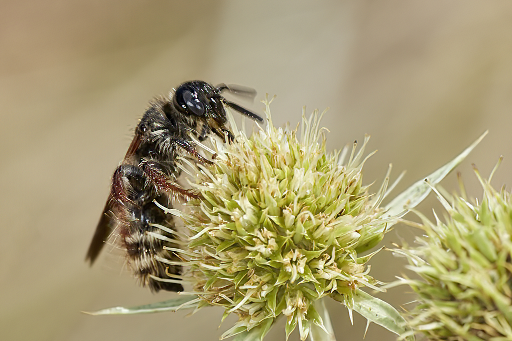 Colpa quinquecincta - Avispa de galet