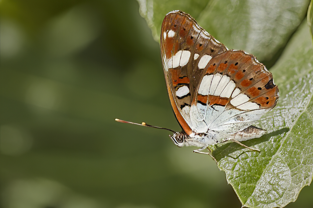 Limenitis reducta - Ninfa de los arroyos