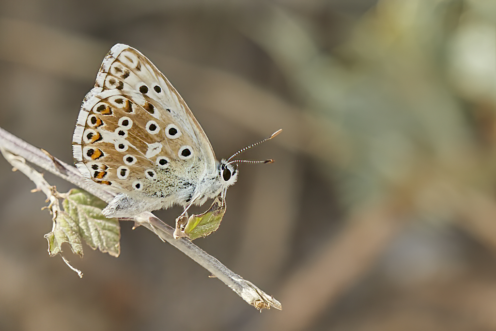 Lysandra hispana - Mariposa azul de Provenza