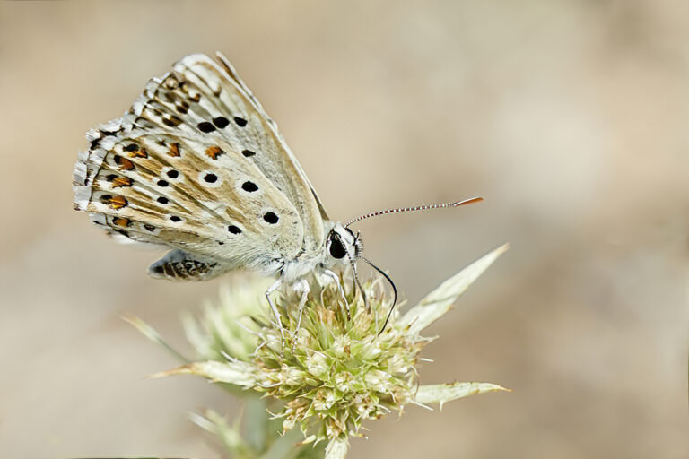 Lysandra hispana - Mariposa azul de Provenza