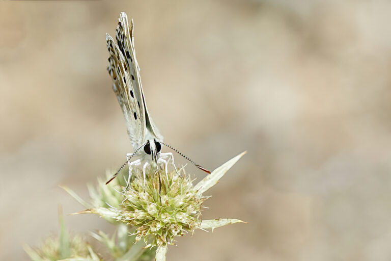 Lysandra hispana - Mariposa azul de Provenza