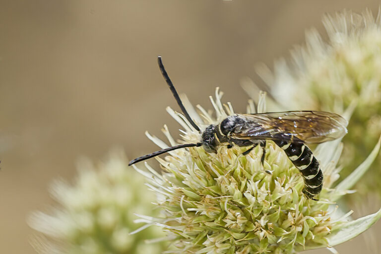 Meria sp - Avispa tifiida