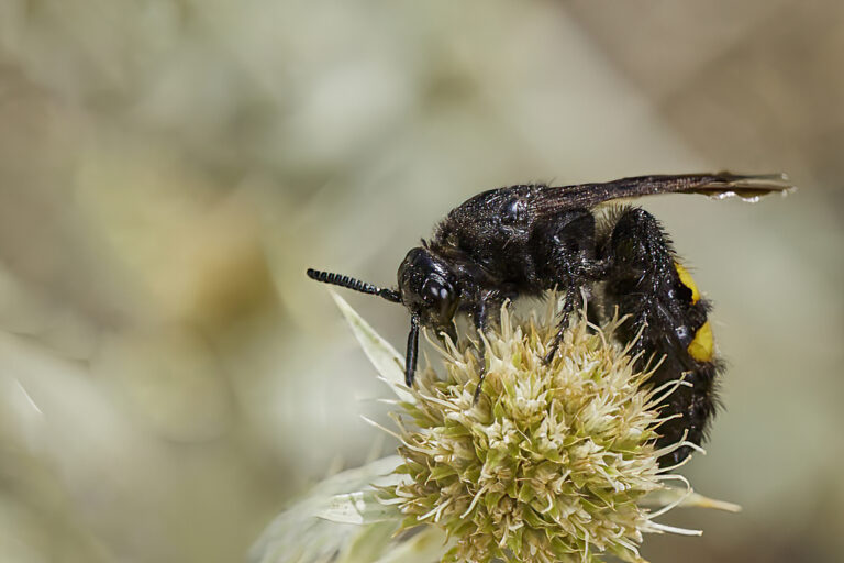 Scolia hirta - Avispa de galet