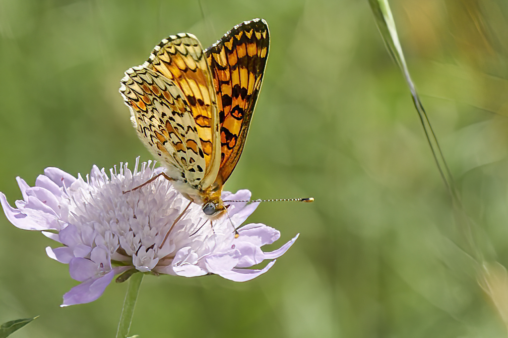 Melitaea phoebe - Doncella mayor