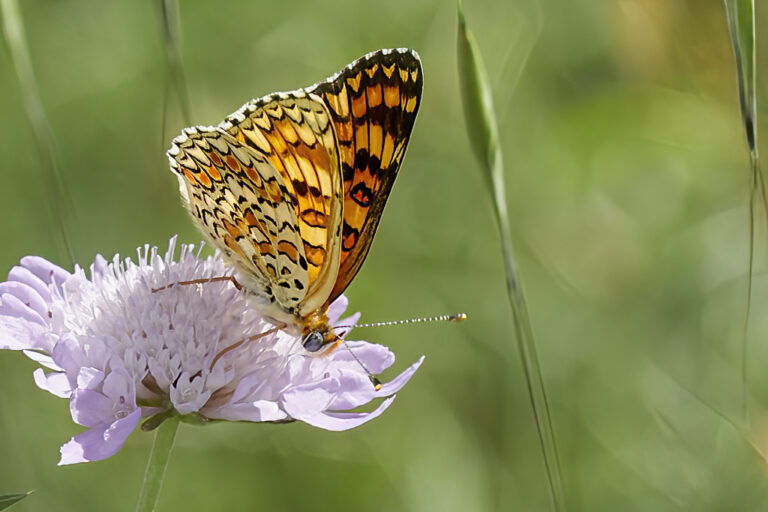 Melitaea phoebe - Doncella mayor