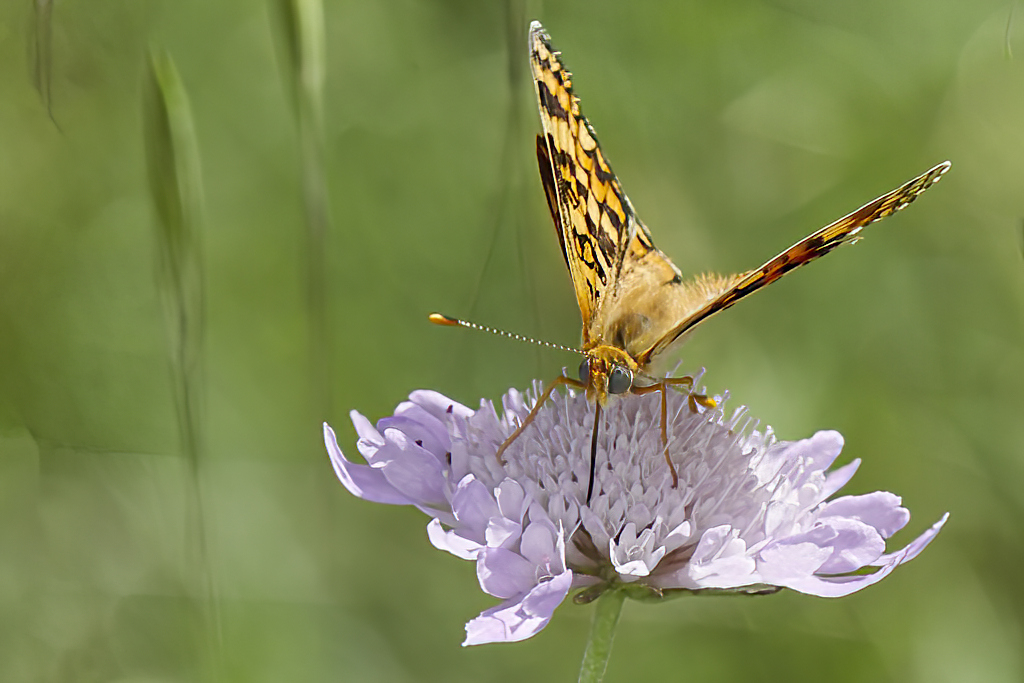 Melitaea phoebe - Doncella mayor