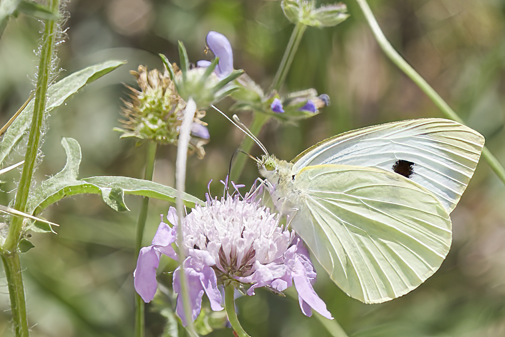 Pieris brassicae - Mariposa de la col