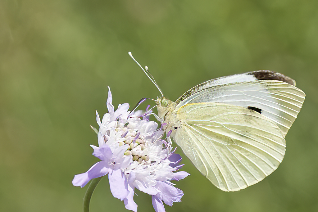 Pieris brassicae - Mariposa de la col