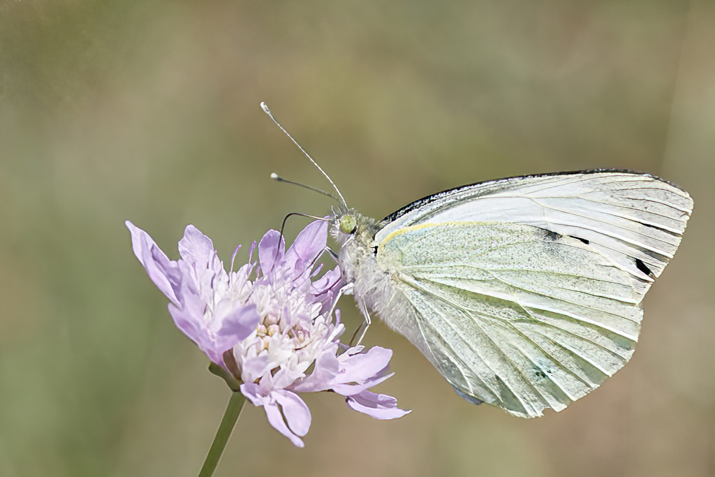 Pieris brassicae - Mariposa de la col