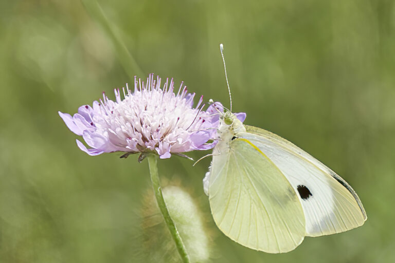 Pieris brassicae - Mariposa de la col