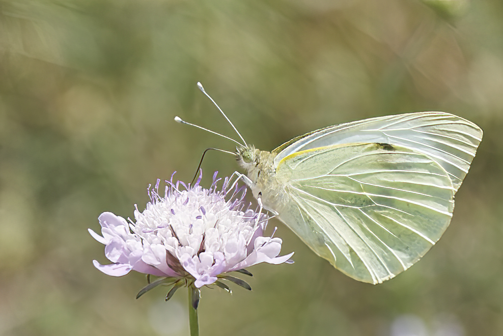 Pieris brassicae - Mariposa de la col