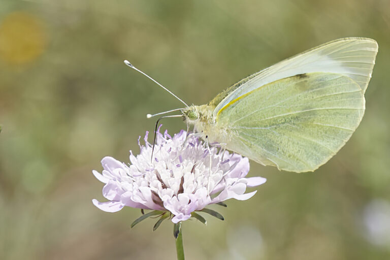 Pieris brassicae - Mariposa de la col