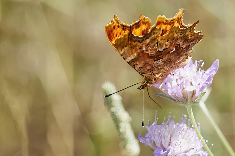 Polygonia c-album - C blanca