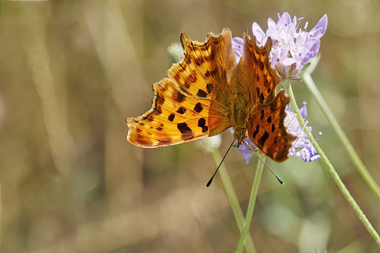 Polygonia c-album - C blanca