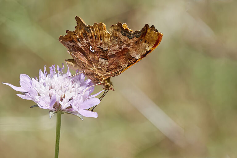 Polygonia c-album - C blanca