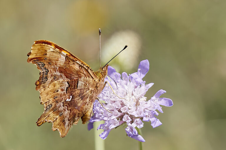 Polygonia c-album - C blanca