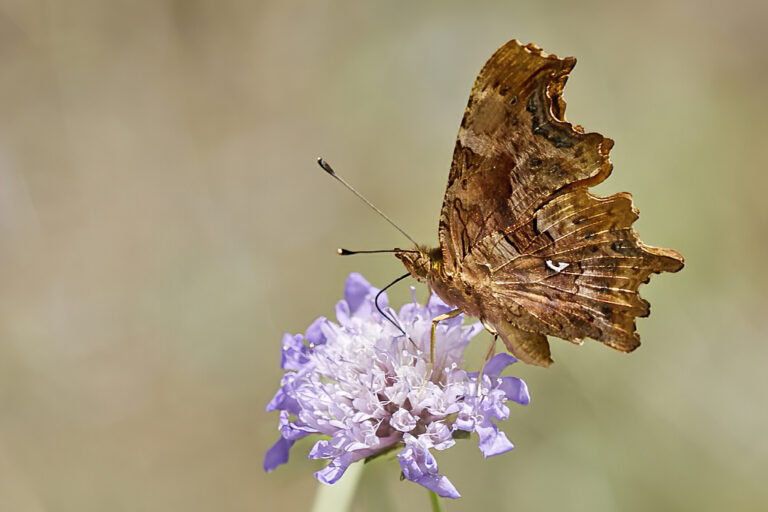 Polygonia c-album - C blanca