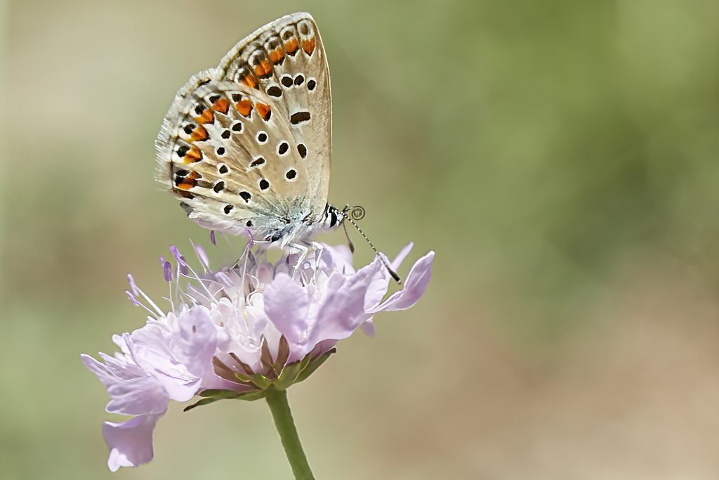 Polyommatus icarus - Mariposa azul comun