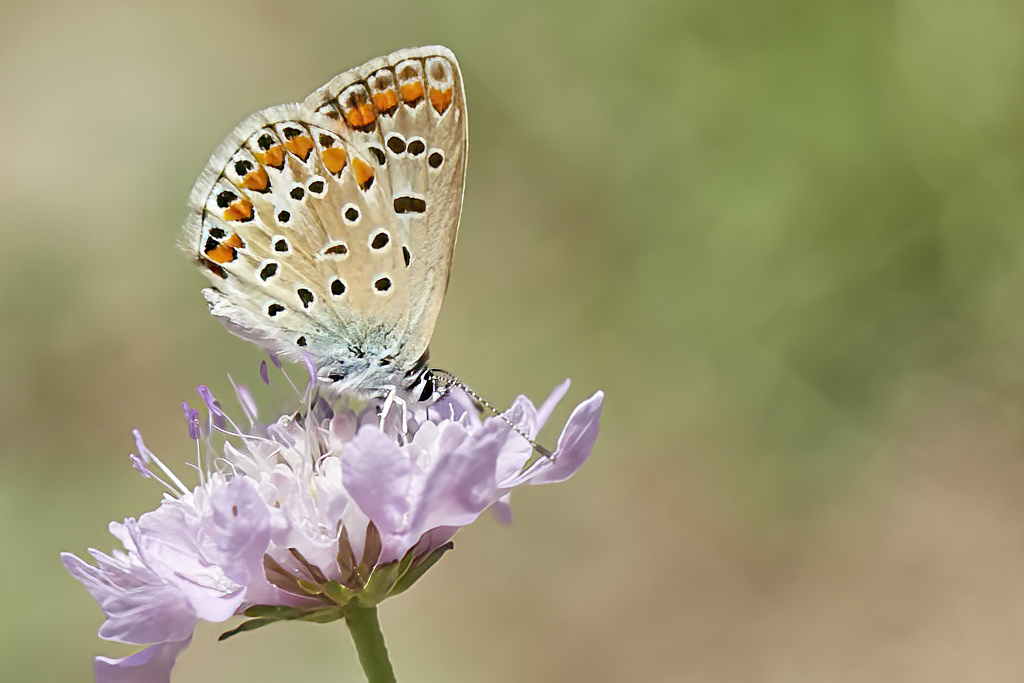 Polyommatus icarus - Mariposa azul comun