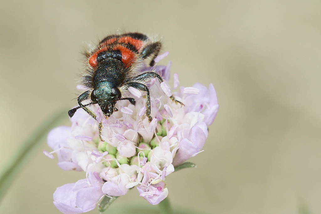 Trichodes alvearius - Escarabajo ajedrezado