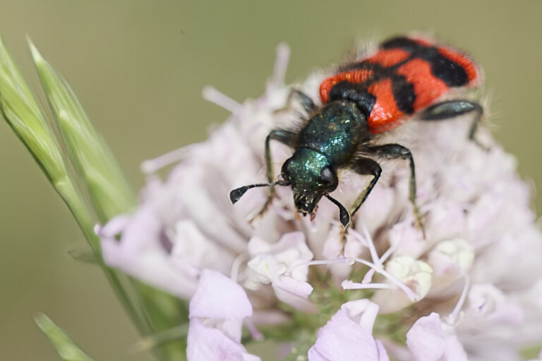 Trichodes alvearius - Escarabajo ajedrezado