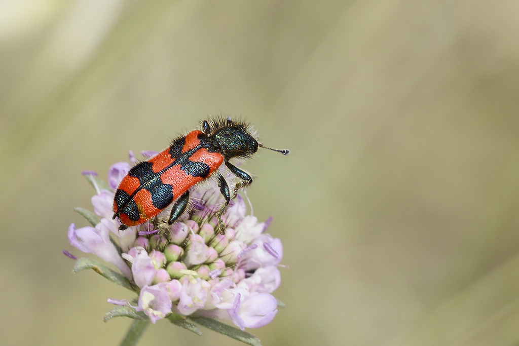 Trichodes alvearius - Escarabajo ajedrezado