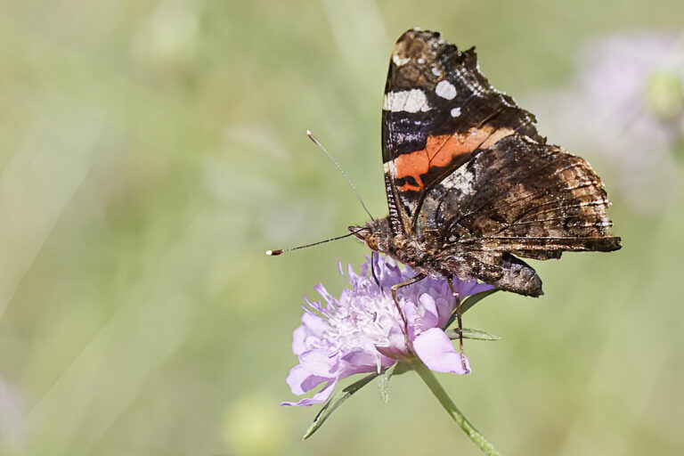 Vanessa atalanta - Almirante rojo