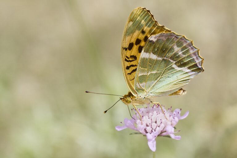 Argynnis paphia -  Nacarada