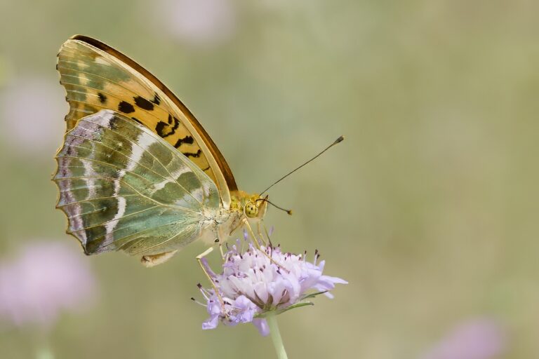 Argynnis paphia -  Nacarada