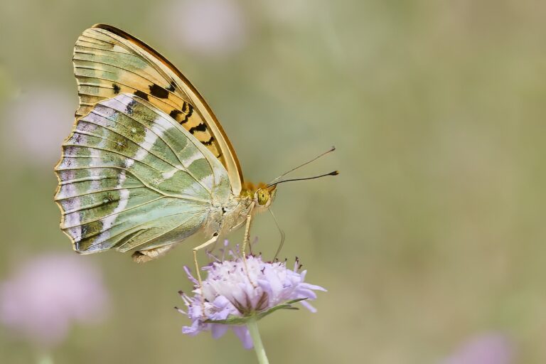 Argynnis paphia -  Nacarada