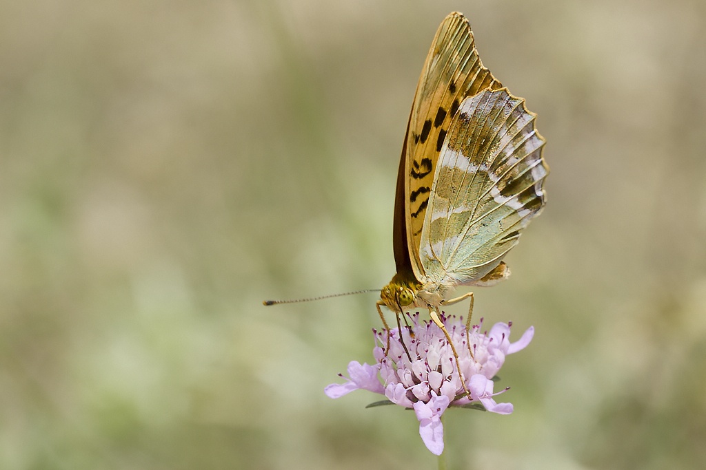 Argynnis paphia -  Nacarada