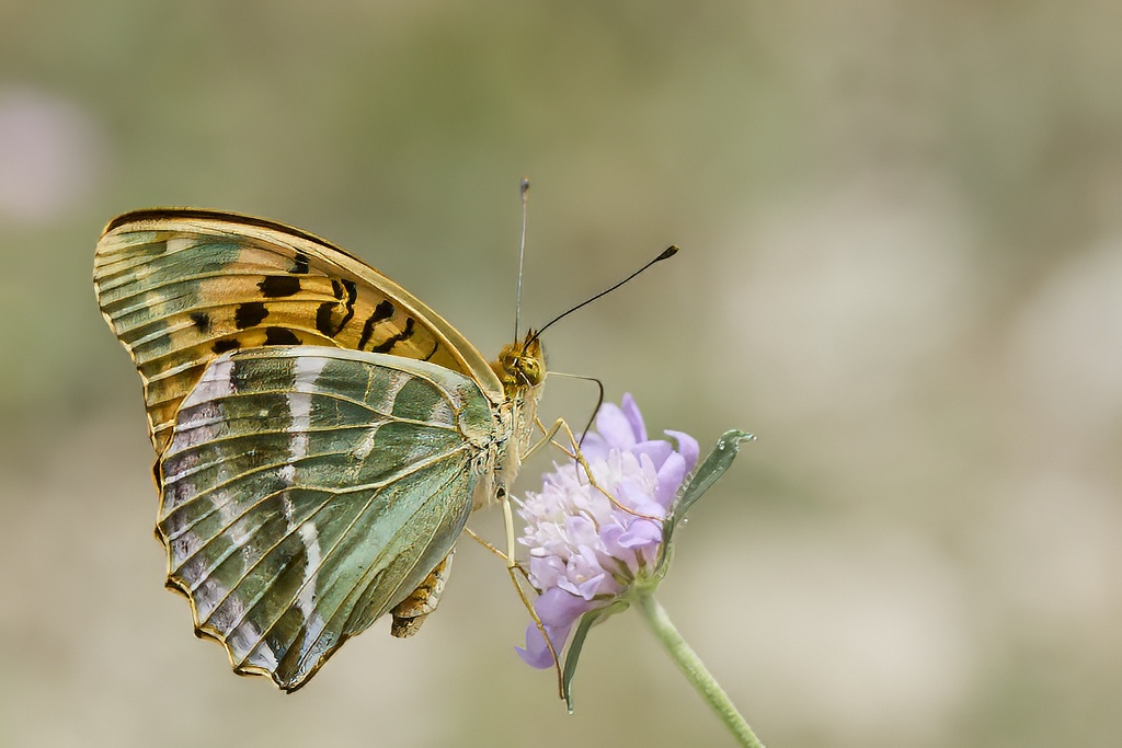 Argynnis paphia -  Nacarada