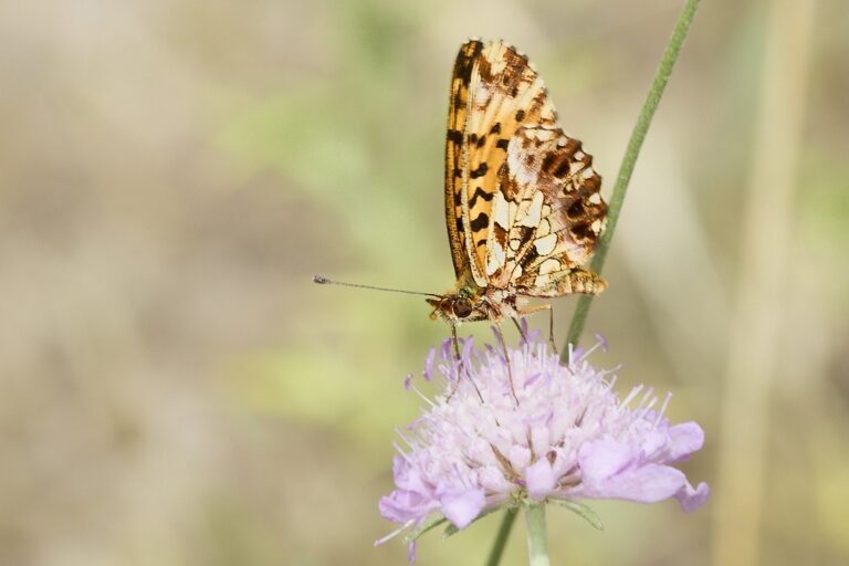 Boloria dia -  Doncella violeta