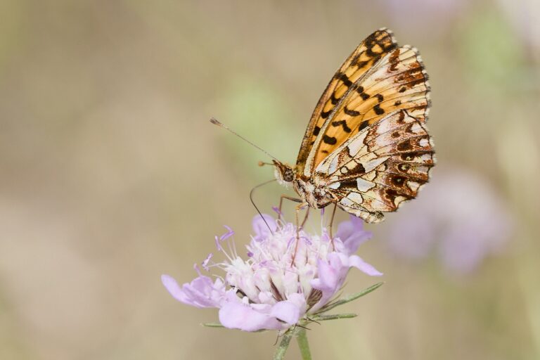 Boloria dia -  Doncella violeta