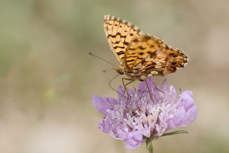 Boloria dia -  Doncella violeta