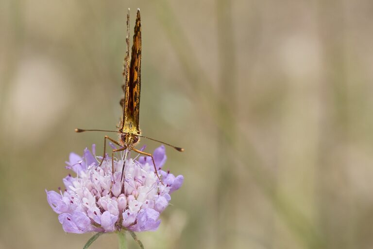 Boloria dia -  Doncella violeta