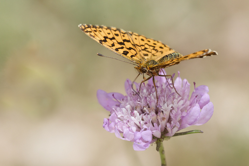 Boloria dia -  Doncella violeta