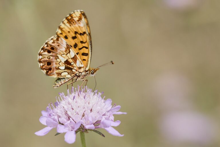 Boloria dia -  Doncella violeta