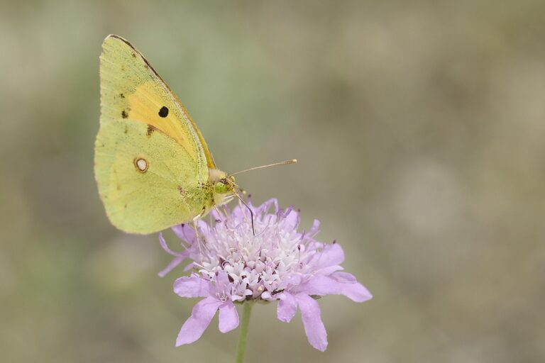 Colias crocea - Colias común