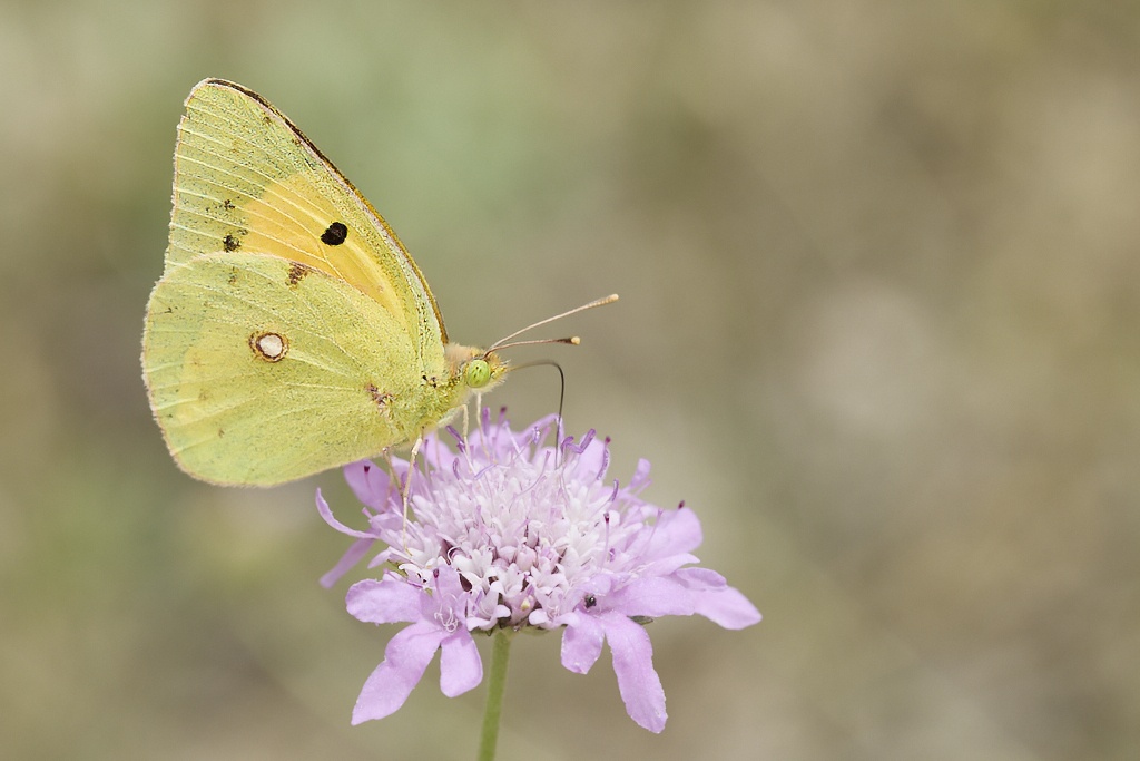 Colias crocea - Colias común