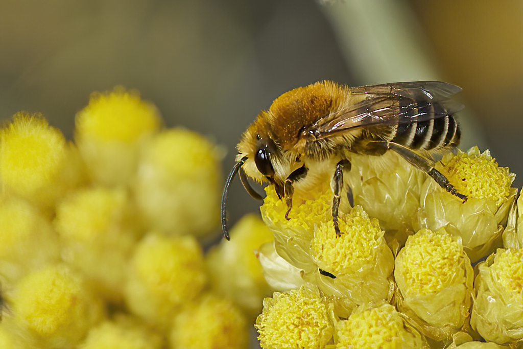 Colletes sp - Abeja del celofan