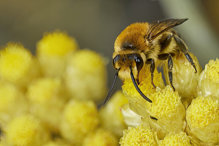 Colletes sp - Abeja del celofan