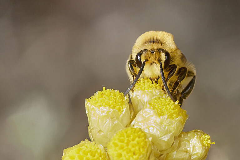 Colletes sp - Abeja del celofan