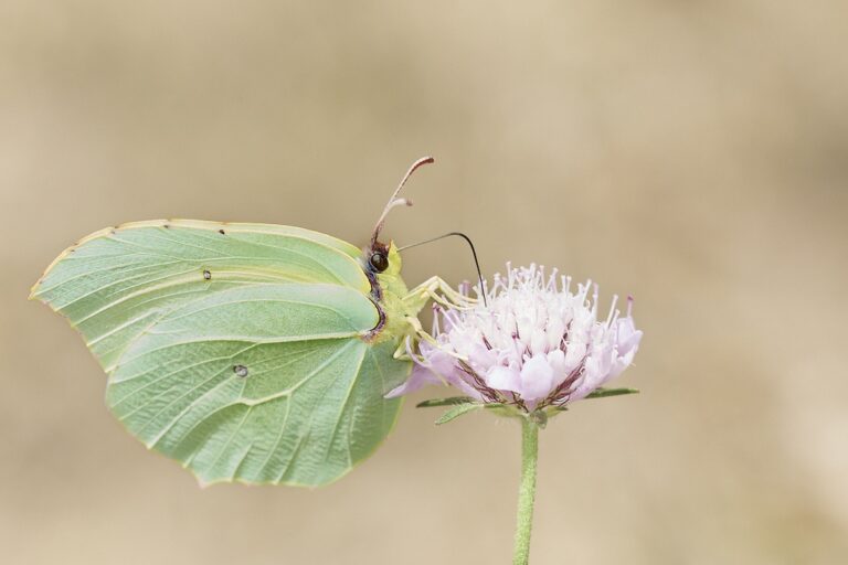 Gonepteryx cleopatra - Cleopatra