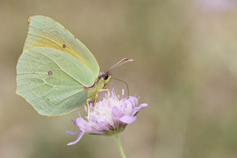 Gonepteryx cleopatra - Cleopatra