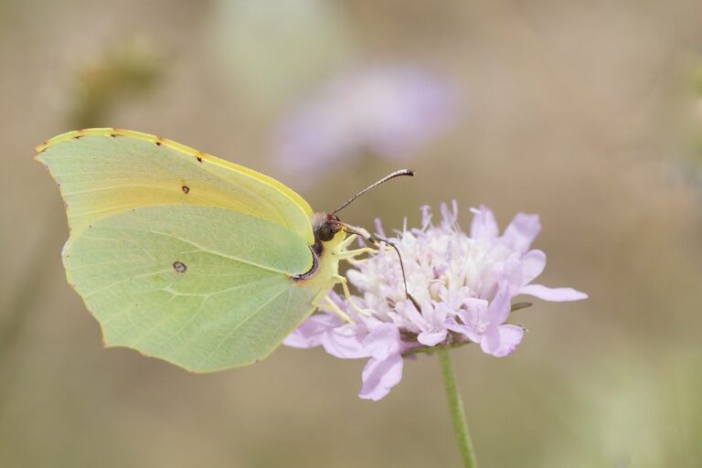 Gonepteryx cleopatra - Cleopatra